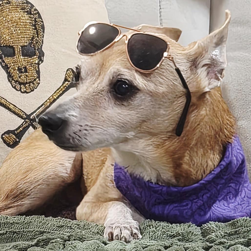 Waylon, a Adoptable Chihuahua in Gulfport, MS image 2/5