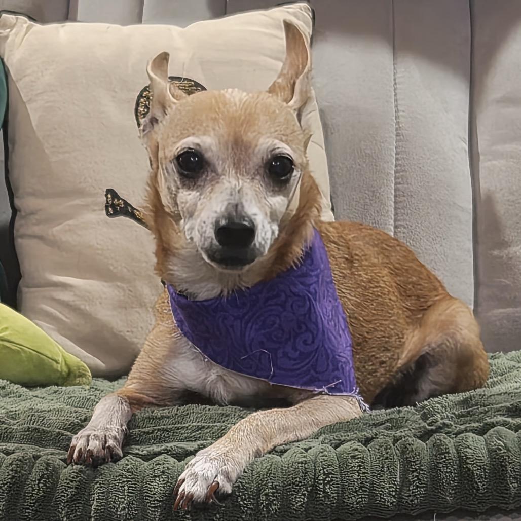 Waylon, a Adoptable Chihuahua in Gulfport, MS image 3/5