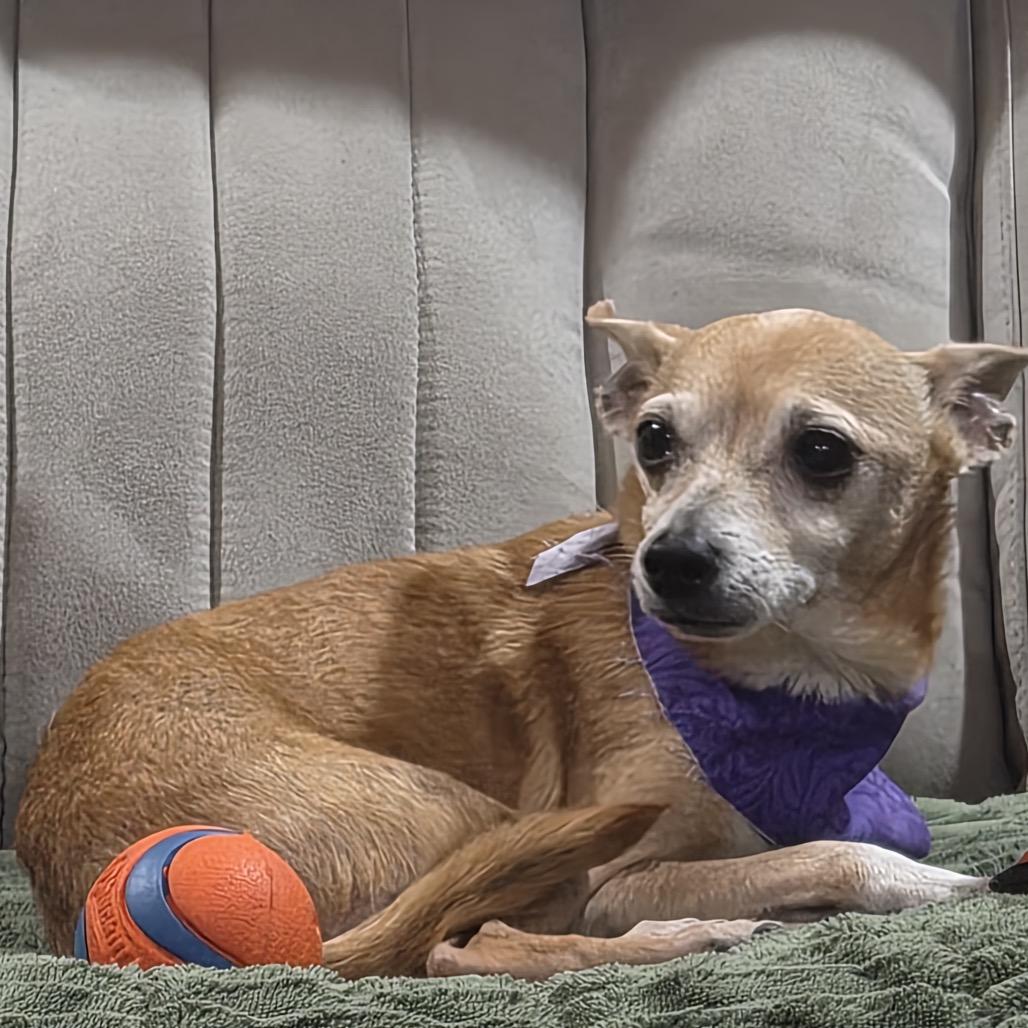 Waylon, a Adoptable Chihuahua in Gulfport, MS image 4/5