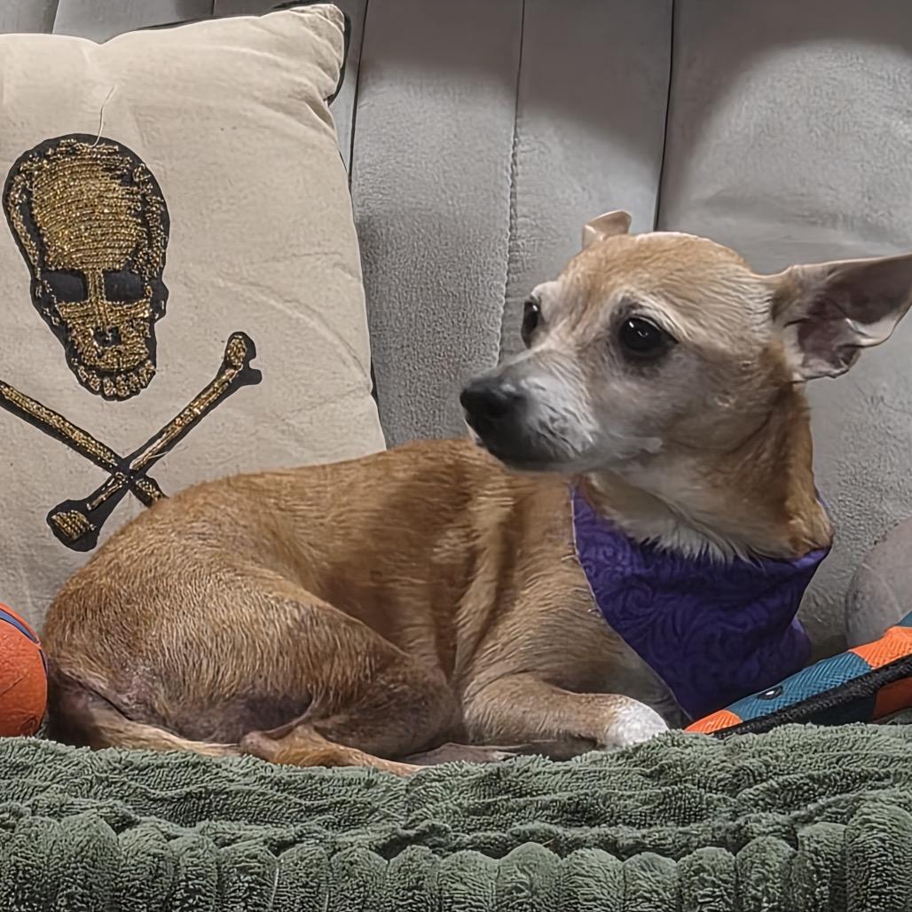 Waylon, a Adoptable Chihuahua in Gulfport, MS image 5/5