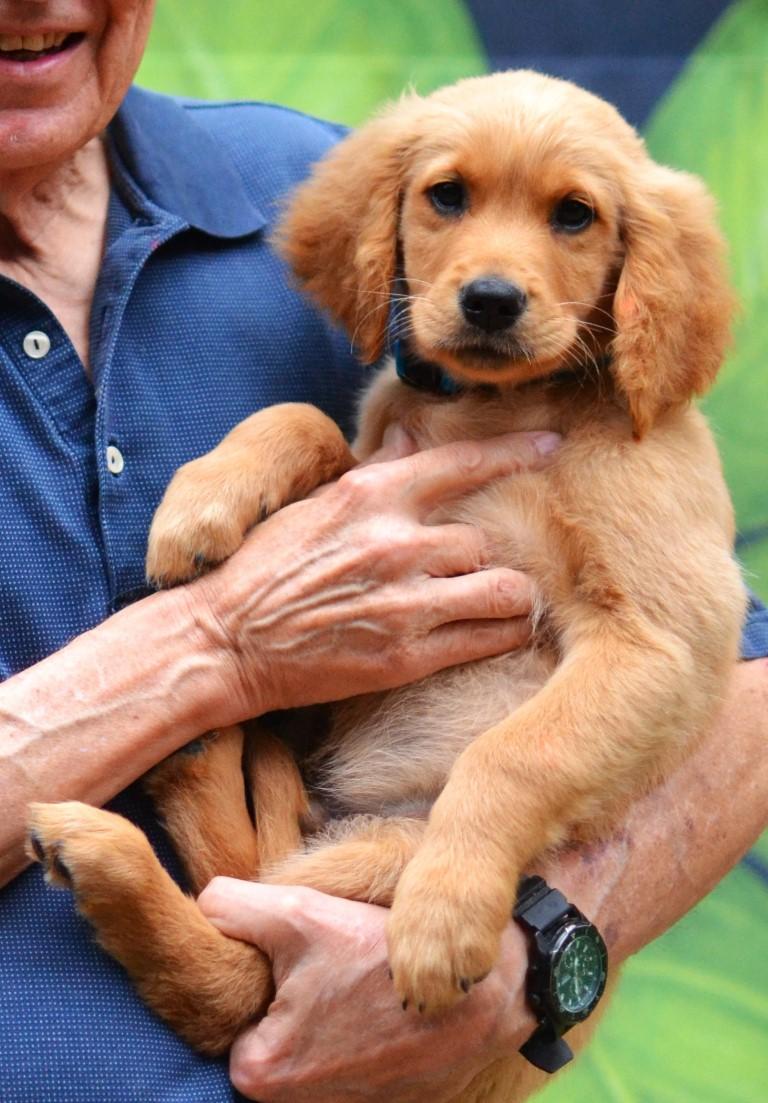 Sam, Adoptable, Puppy Male Golden Retriever.