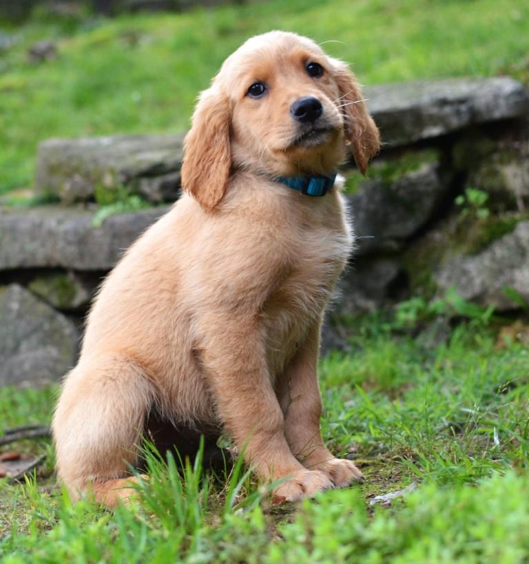 Enlarge Sam, an adopted Golden Retriever in White Plains, NY image 3/5