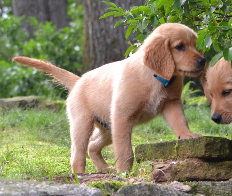 Enlarge Sam, an adopted Golden Retriever in White Plains, NY image 2/5