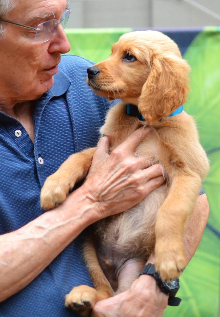 Enlarge Sam, an adopted Golden Retriever in White Plains, NY image 4/5