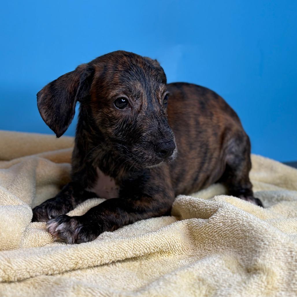 Enlarge Carl, a Adoptable mixed breed in San Antonio, TX image 1/4