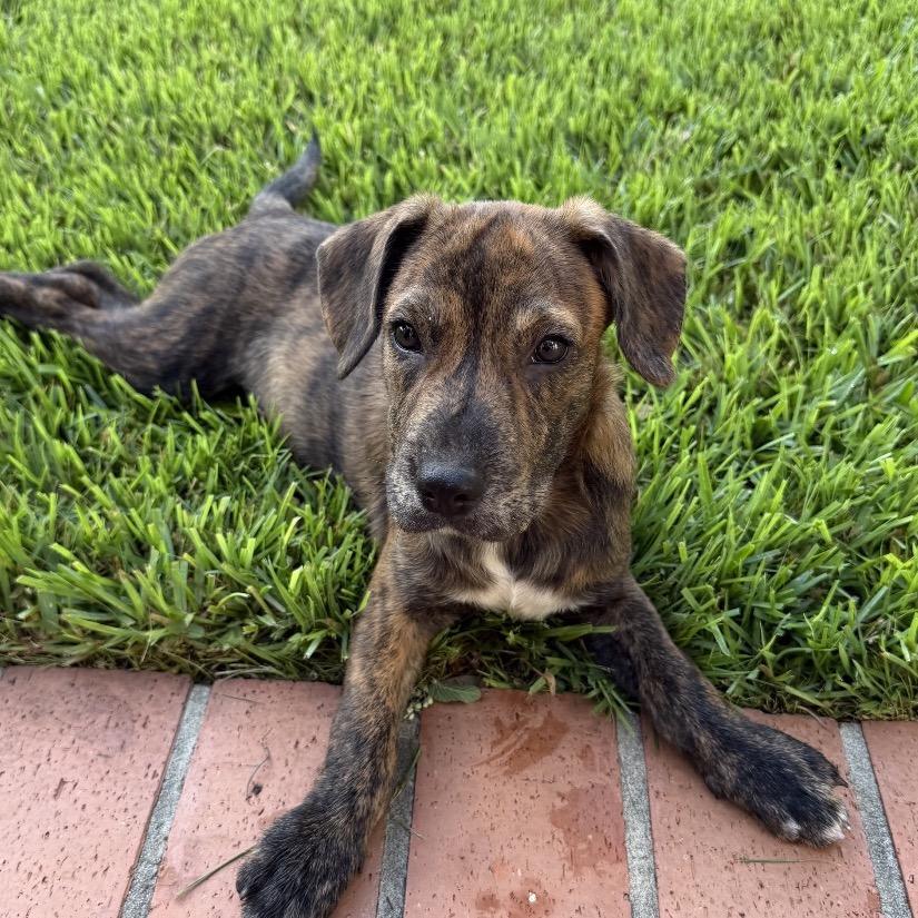 Enlarge Carl, a Adoptable mixed breed in San Antonio, TX image 2/4