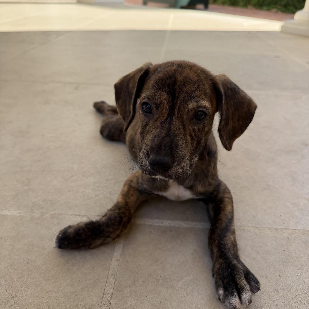 Enlarge Carl, a Adoptable mixed breed in San Antonio, TX image 3/4