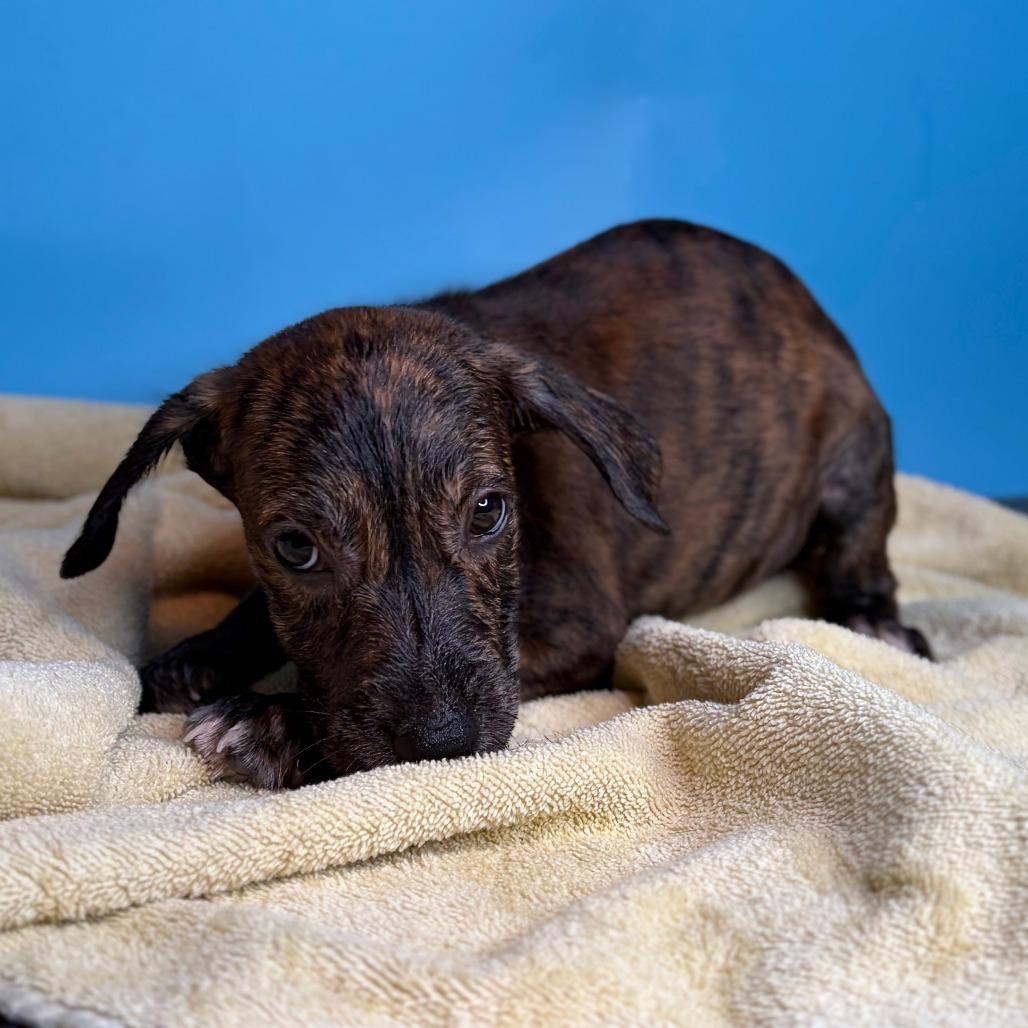 Enlarge Carl, a Adoptable mixed breed in San Antonio, TX image 4/4