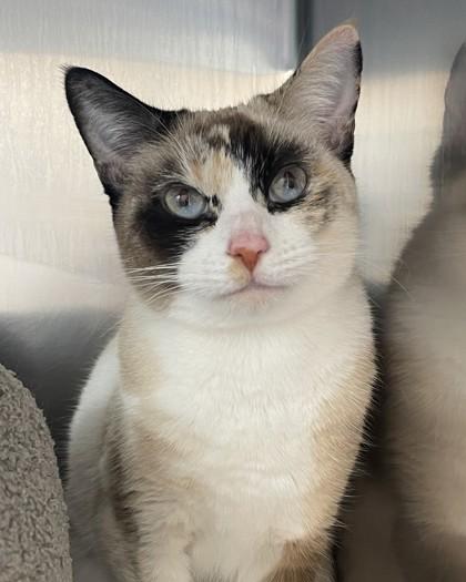 Cheesai, Adoptable, Adult Female Domestic Short Hair & Domestic Short Hair.