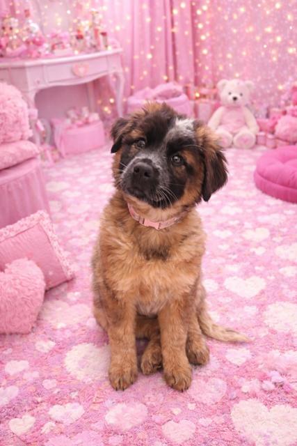 Amanda, ADOPTABLE, Puppy Female Great Pyrenees.