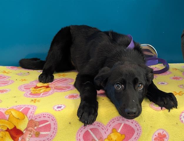 RAJA, Adoptable, Puppy Female German Shepherd Dog.