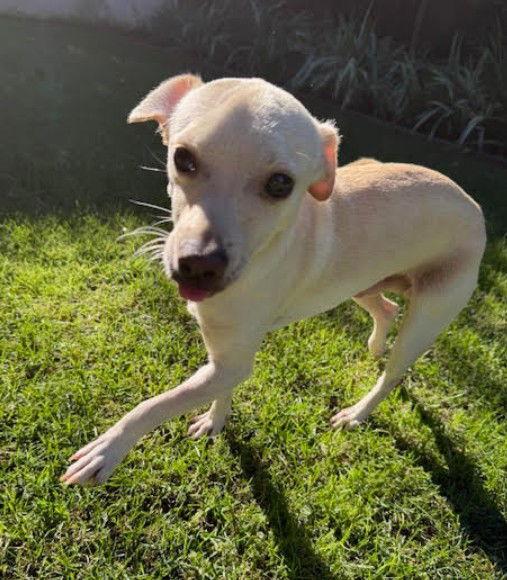 Donut, Adoptable, Young Male Chihuahua.