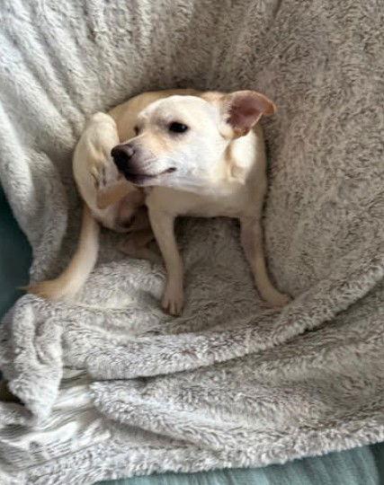 Enlarge Donut, a Adoptable Chihuahua in San Diego, CA image 1/1