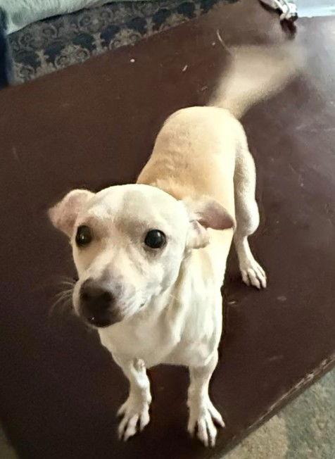 Donut, a Adoptable Chihuahua in San Diego, CA image 2/2