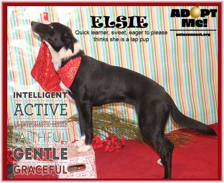 Elsie, ADOPTABLE, Puppy Female McNab & Australian Shepherd.