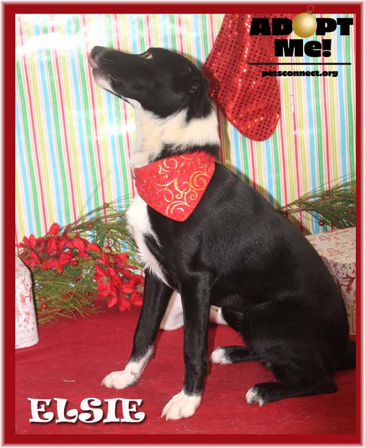 Elsie, ADOPTABLE, Puppy Female McNab & Australian Shepherd.