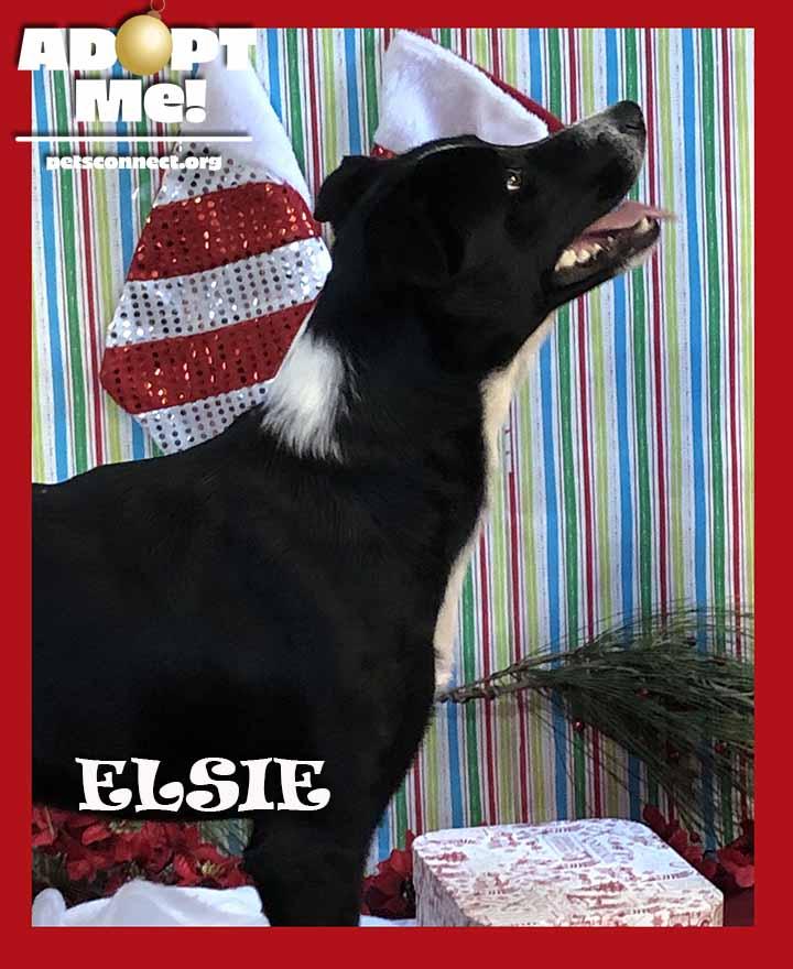 Enlarge Elsie, a ADOPTABLE mixed breed in South Bend, IN image 3/6