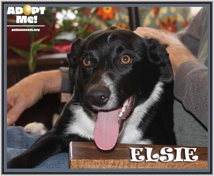 Enlarge Elsie, a ADOPTABLE mixed breed in South Bend, IN image 4/6