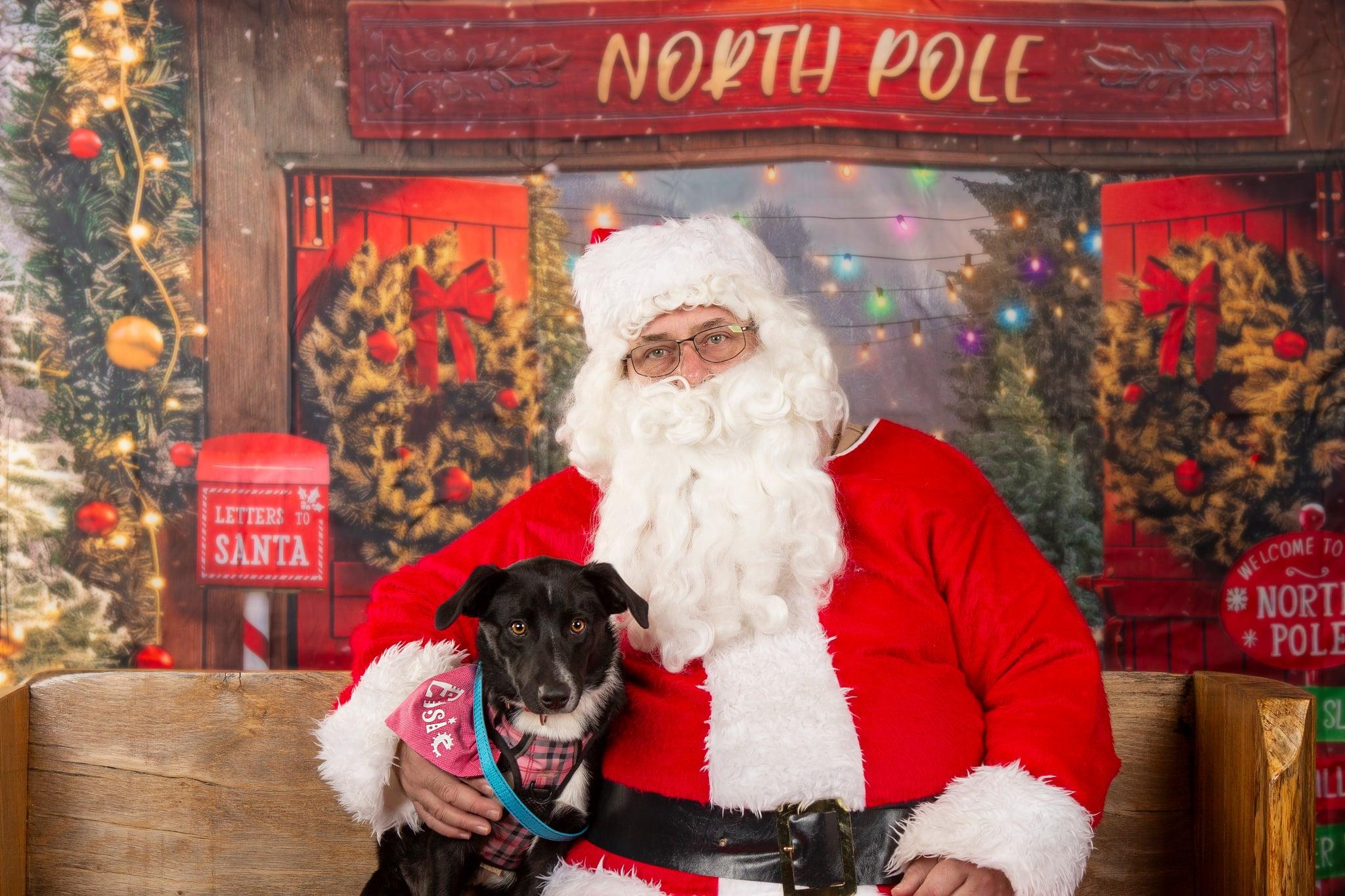 Enlarge Elsie, a ADOPTABLE mixed breed in South Bend, IN image 5/6