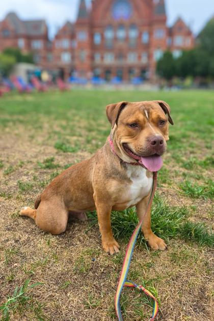 Chronicle thumbnail 3