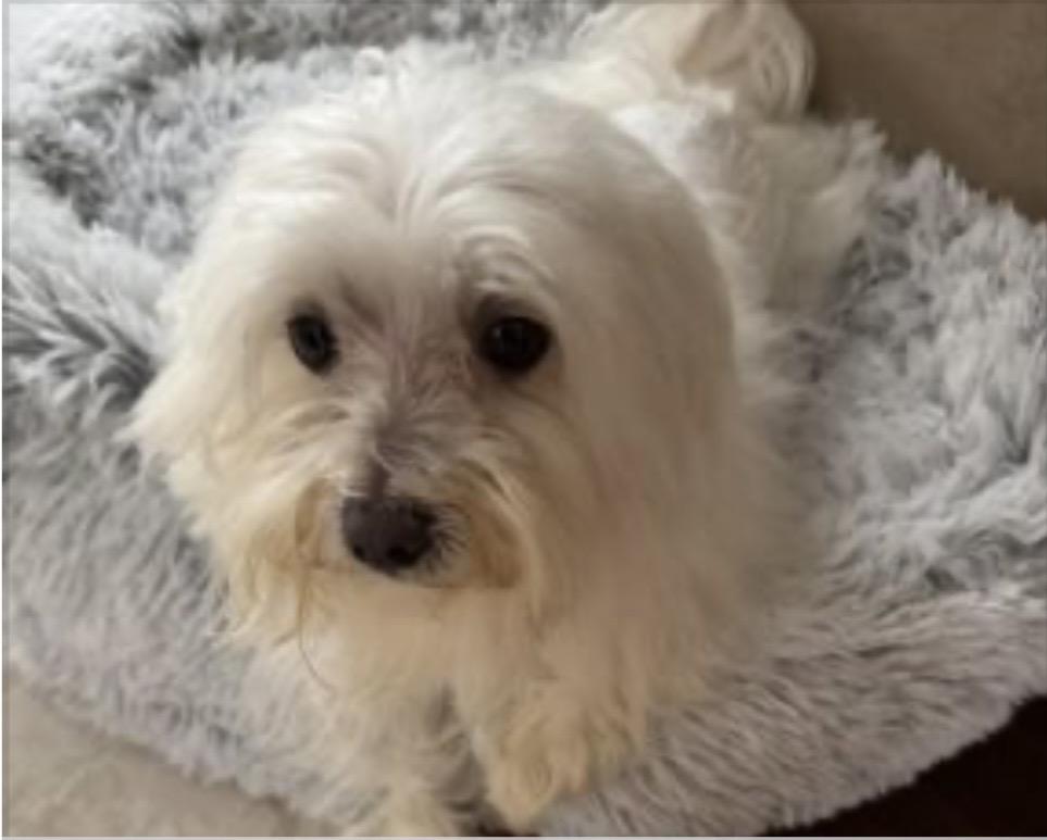 Enlarge Sebastian, a ADOPTABLE Maltese in Powhatan , VA image 1/1