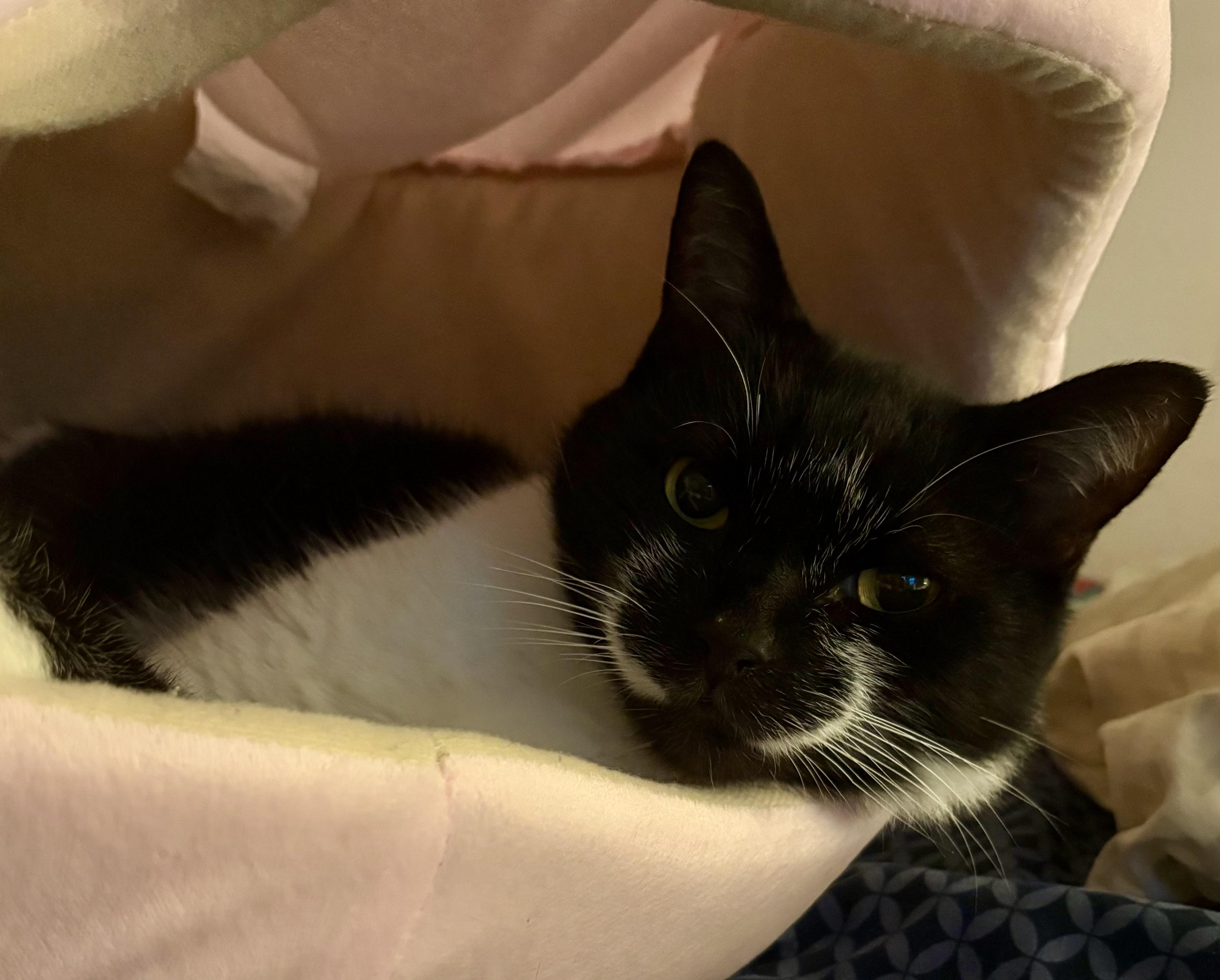 Smiley, Adoptable, Adult Male Domestic Short Hair.