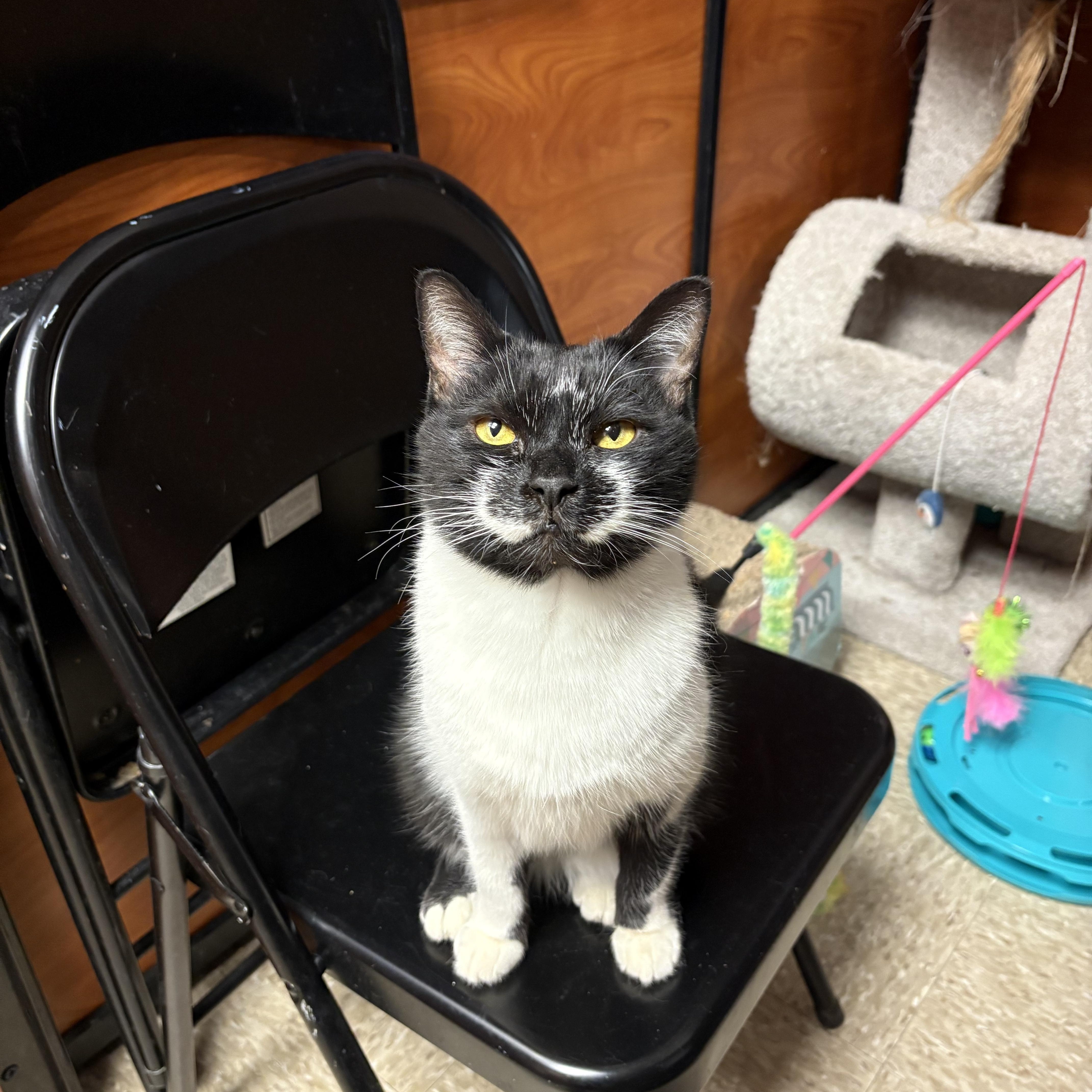 Enlarge Smiley, a Adoptable Domestic Short Hair in Columbia, SC image 2/5