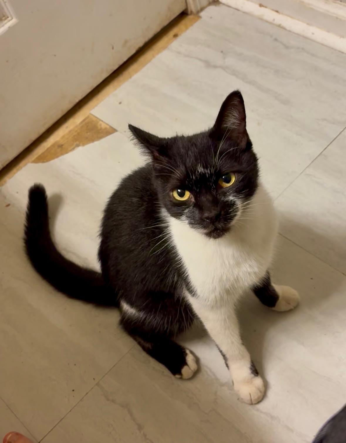 Enlarge Smiley, a Adoptable Domestic Short Hair in Columbia, SC image 3/5