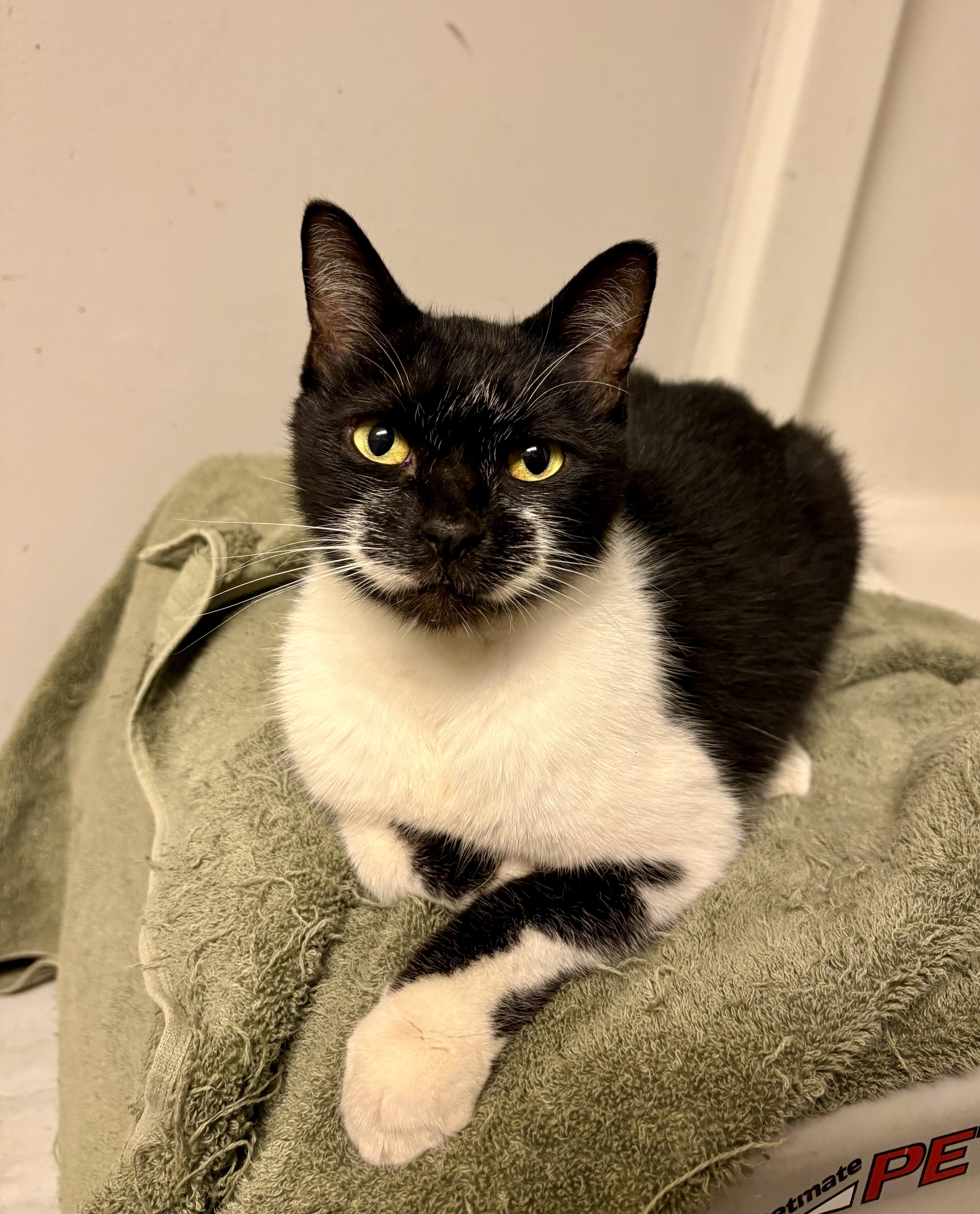 Enlarge Smiley, a Adoptable Domestic Short Hair in Columbia, SC image 4/5