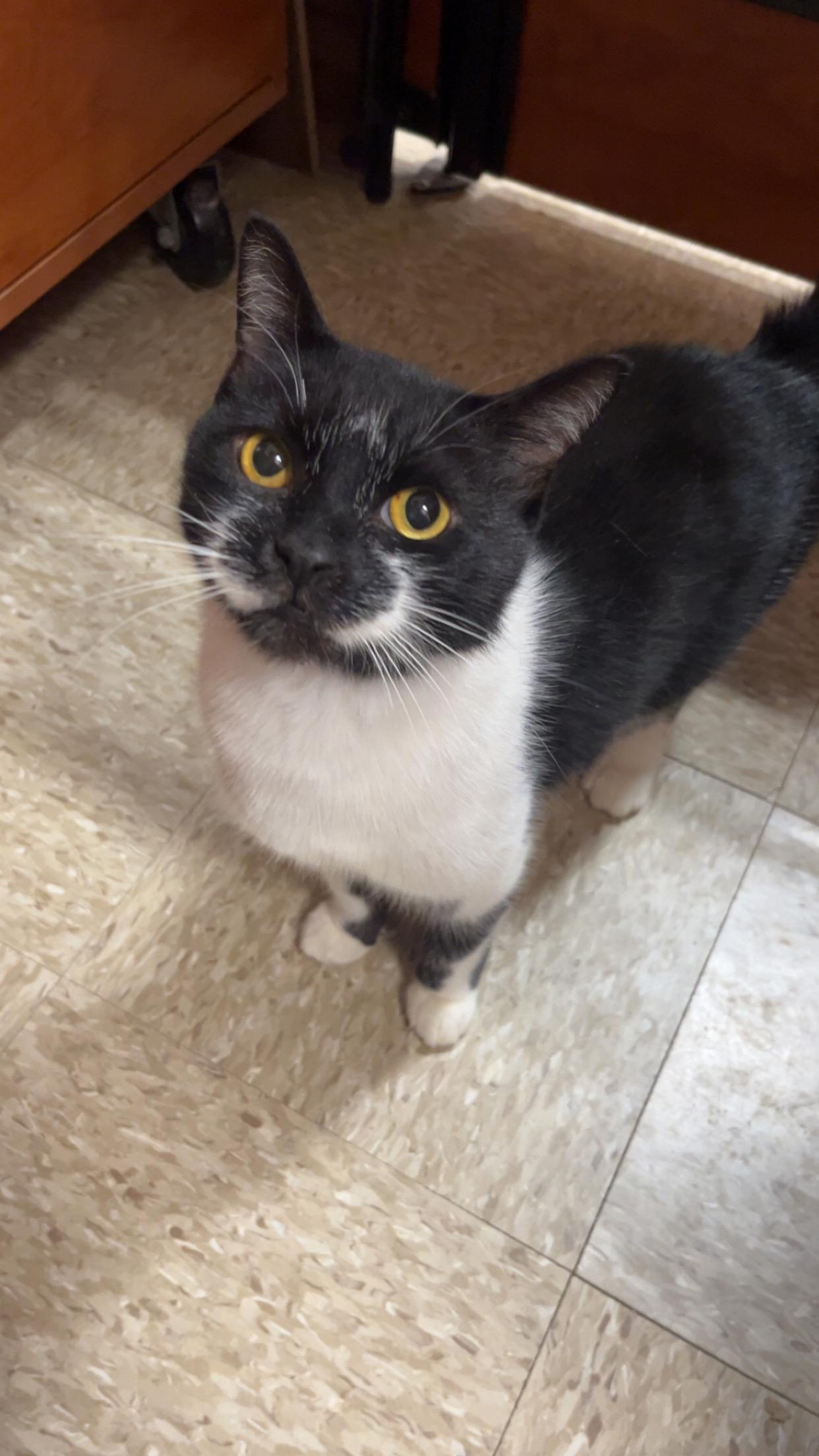 Enlarge Smiley, a Adoptable Domestic Short Hair in Columbia, SC image 5/5