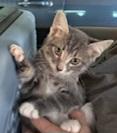 Malibu 49597, an adopted Domestic Short Hair in Oklahoma City, OK_image-1