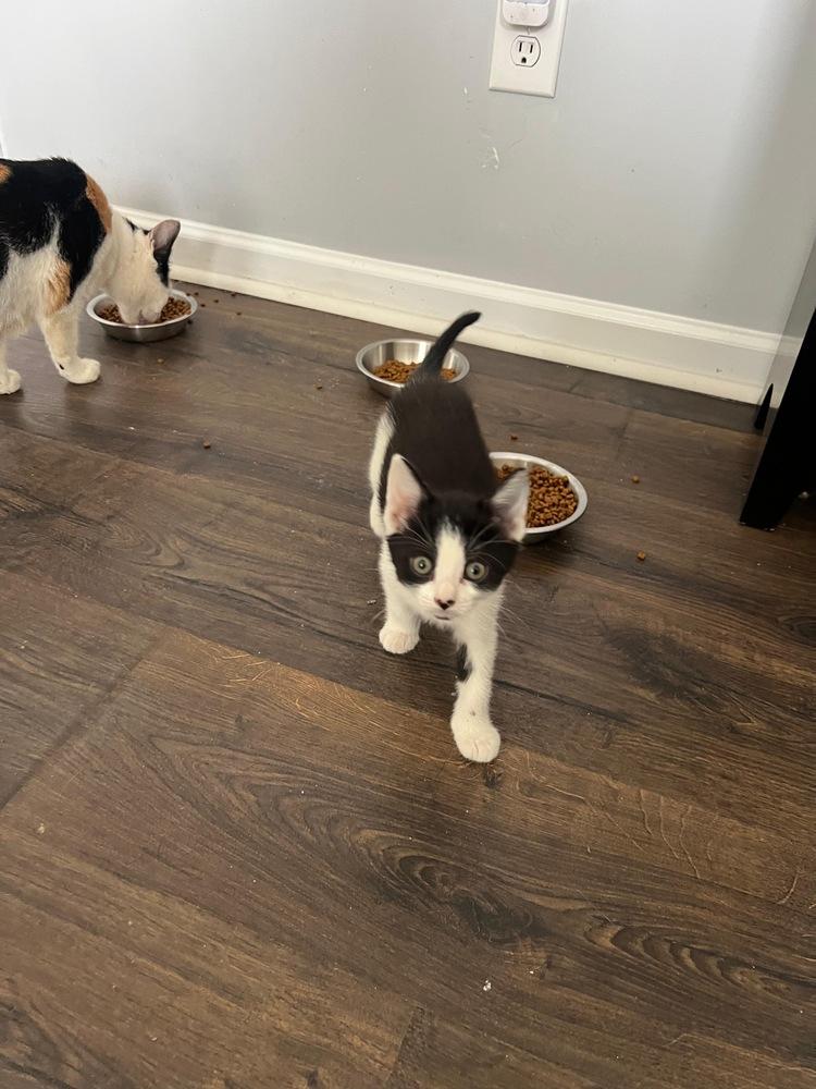 Wendy, Adoptable, Kitten Female Domestic Short Hair.