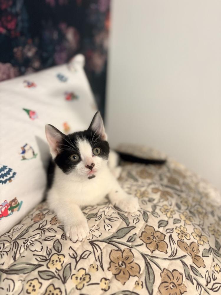 Enlarge Wendy, a Adoptable Domestic Short Hair in Lake Wylie, SC image 2/2