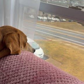 Enlarge Jax, a Adoptable Hound in Harrisonburg, VA image 1/6