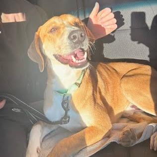 Enlarge Jax, a Adoptable Hound in Harrisonburg, VA image 2/6