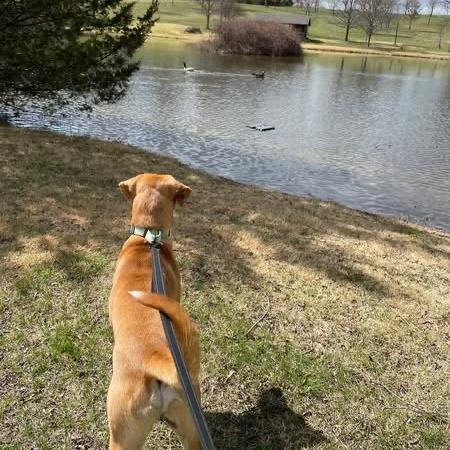 Enlarge Jax, a Adoptable Hound in Harrisonburg, VA image 3/6