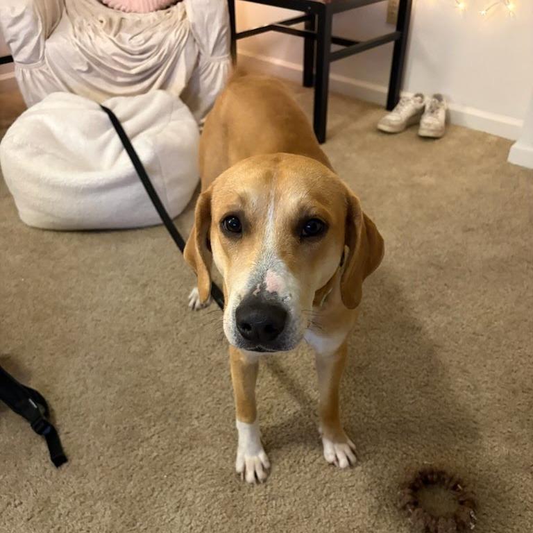 Enlarge Jax, a Adoptable Hound in Harrisonburg, VA image 4/6
