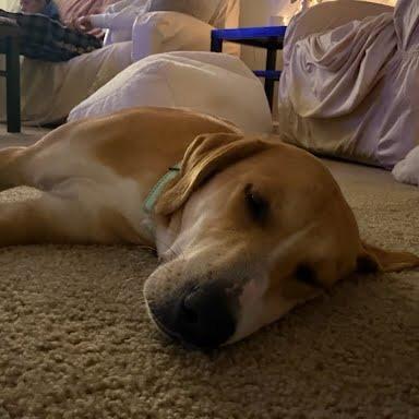 Enlarge Jax, a Adoptable Hound in Harrisonburg, VA image 5/6