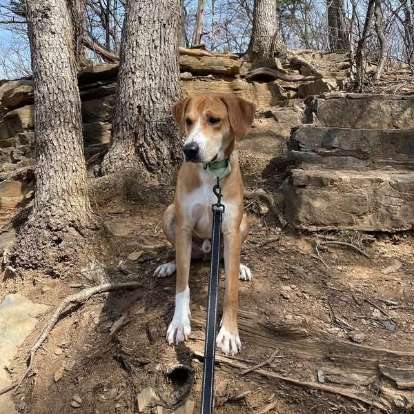 Enlarge Jax, a Adoptable Hound in Harrisonburg, VA image 6/6