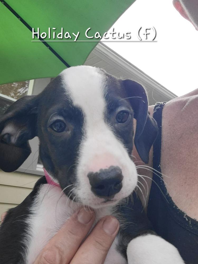 Enlarge Holiday Cactus (Tiny 10 2026)  FEMALE, a Adoptable mixed breed in Wenonah, NJ image 1/1