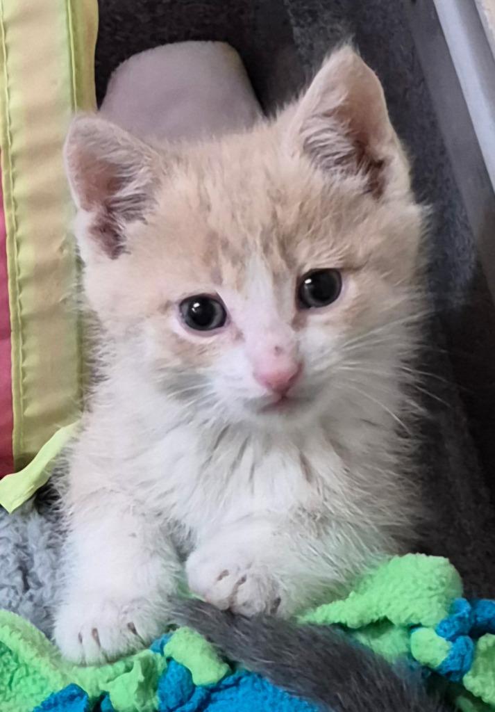 Enlarge Jackson, an adopted Domestic Short Hair in Tomah, WI image 1/1