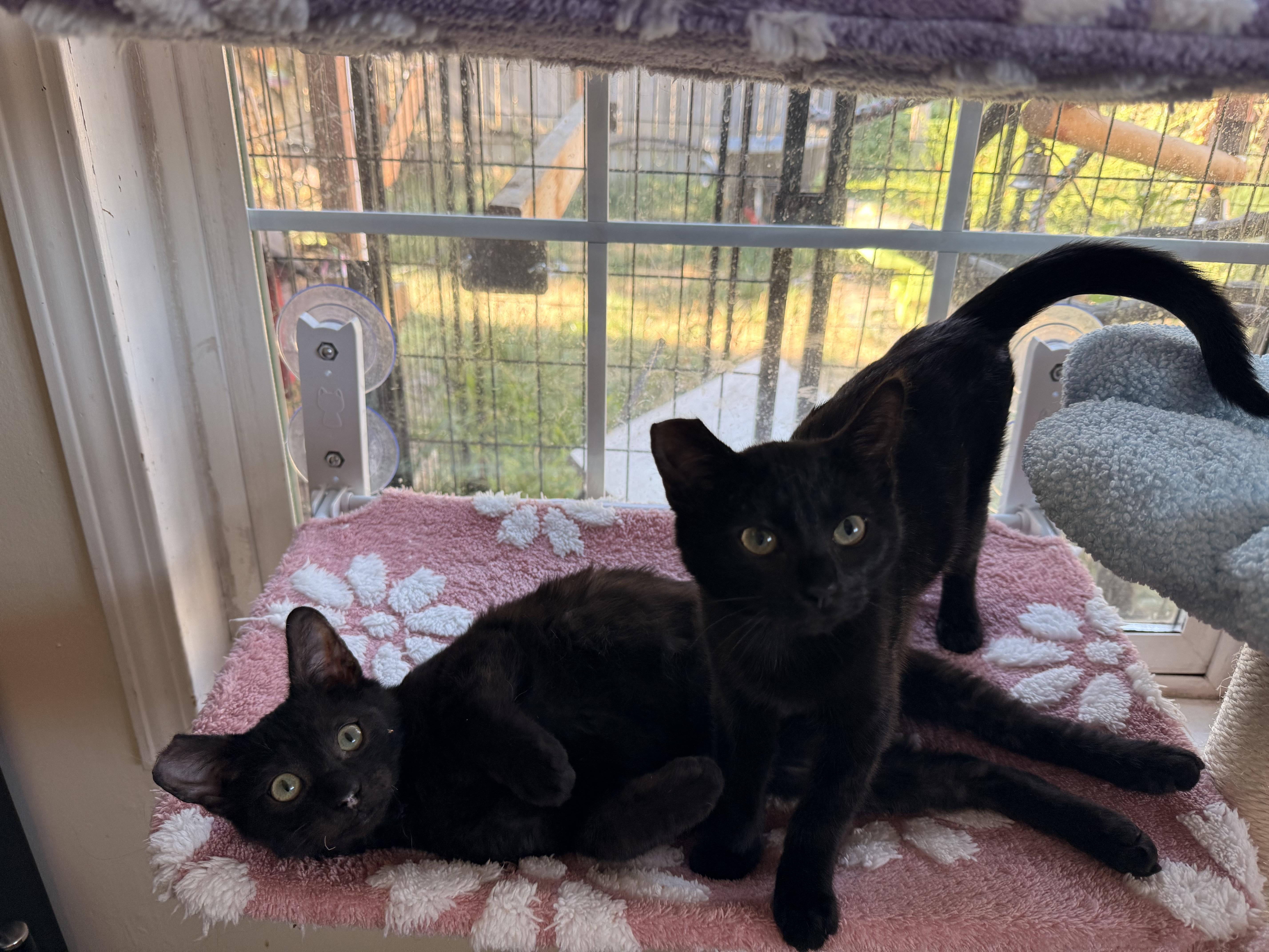 Soot and Sprite, ADOPTABLE, Young Female Domestic Short Hair.