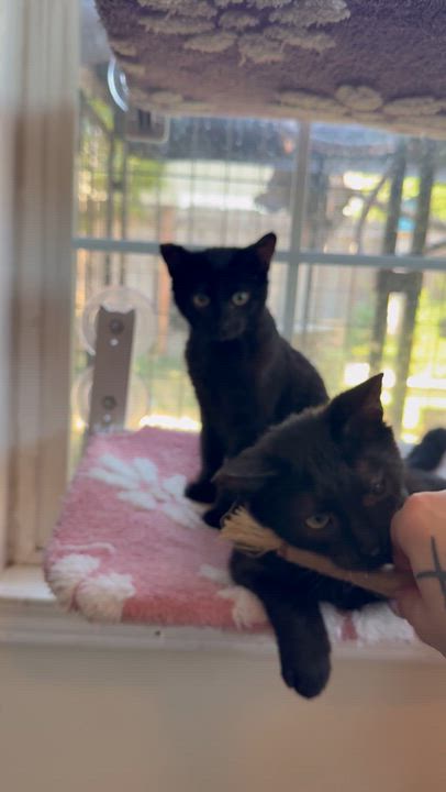 Enlarge Soot and Sprite, a ADOPTABLE Domestic Short Hair in The Dalles, OR video 3/3