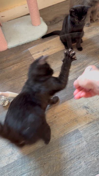 Enlarge Soot and Sprite, a ADOPTABLE Domestic Short Hair in The Dalles, OR video 2/3