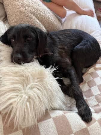 Enlarge Rufus, an adopted Labradoodle in Mobile, AL image 4/5