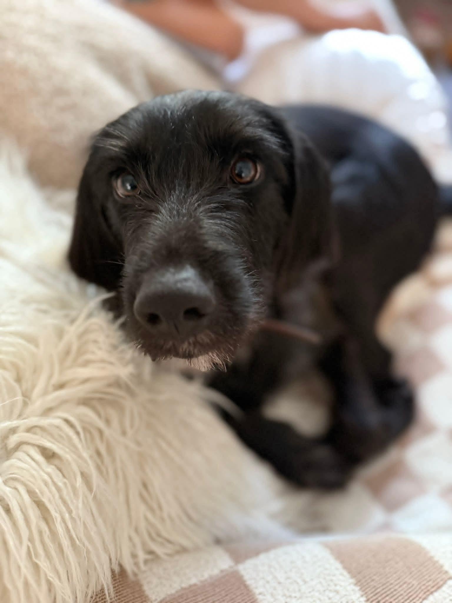 Enlarge Rufus, an adopted Labradoodle in Mobile, AL image 1/5