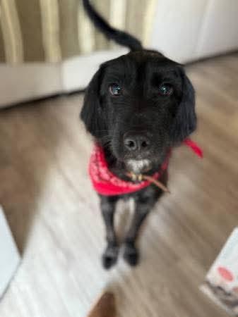 Enlarge Rufus, an adopted Labradoodle in Mobile, AL image 2/5