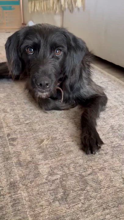 Enlarge Rufus, an adopted Labradoodle in Mobile, AL video 5/5