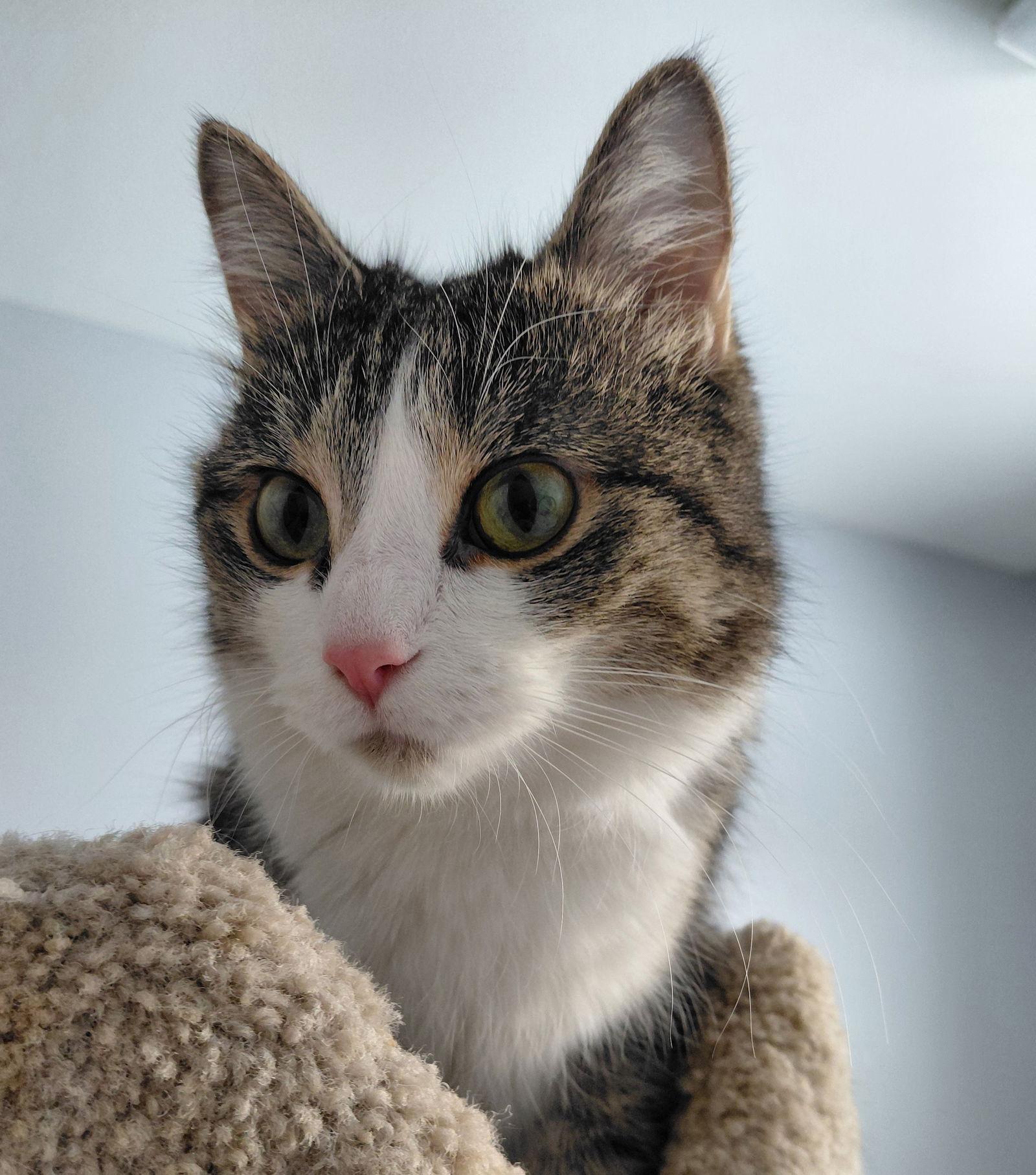 Enlarge Bella @ The Cat's Brew, a Adopted mixed breed in Montello, WI image 1/3