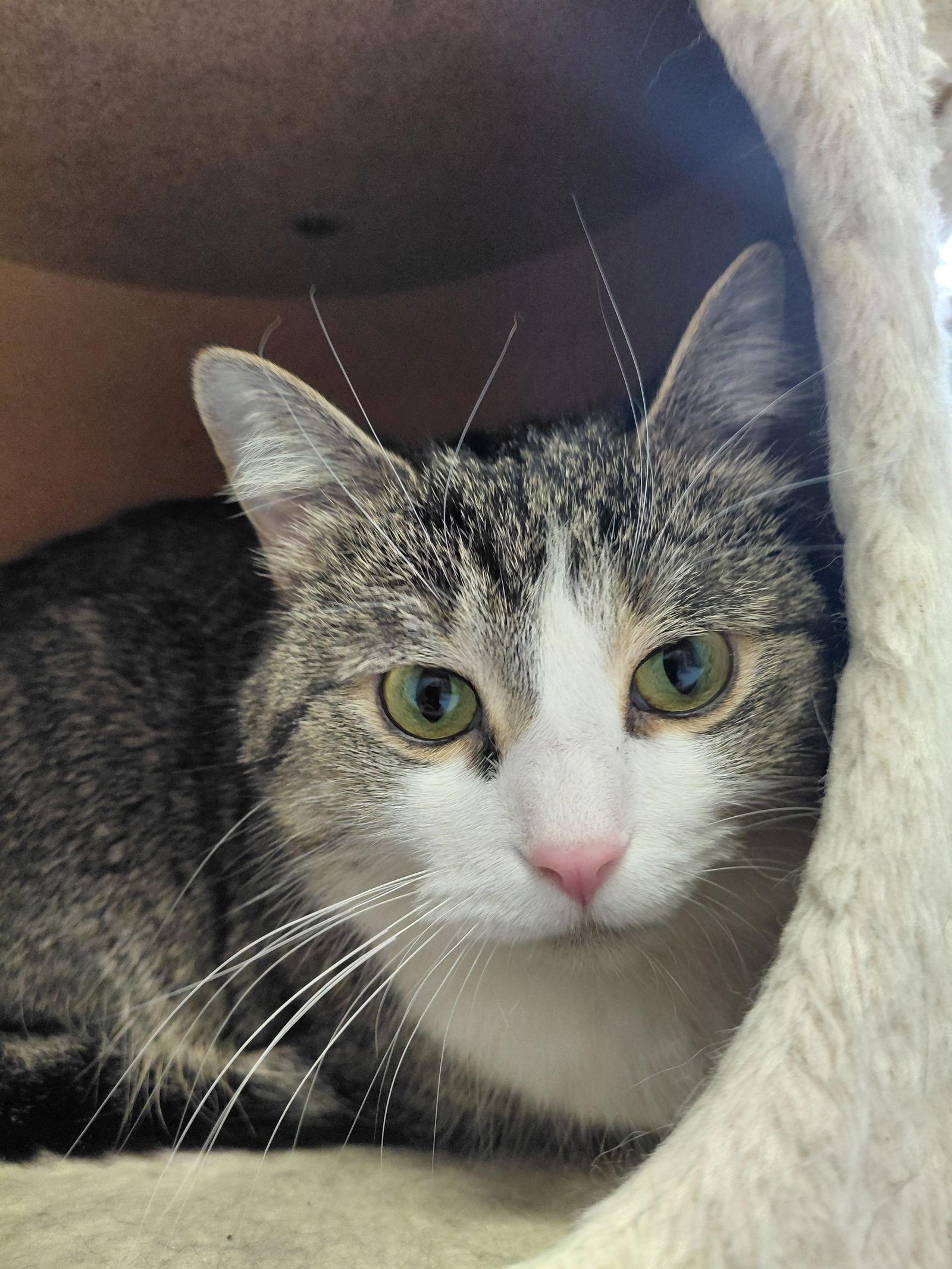 Enlarge Bella @ The Cat's Brew, a Adopted mixed breed in Montello, WI image 3/3